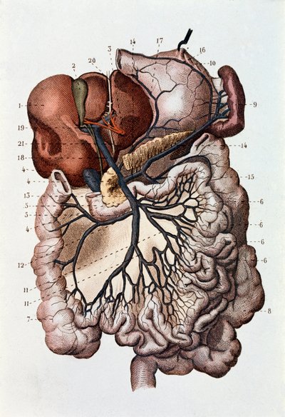 Studie van het menselijk brein, hersenhelften en cerebellum (gravure) door Unknown artist