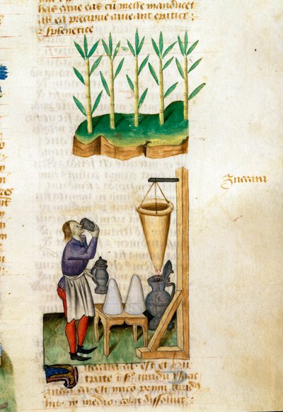 Suikerriet- en suikerhandelaar Beschrijving van geneeskrachtige planten en hoe ze te bereiden. Manuscriptpagina 