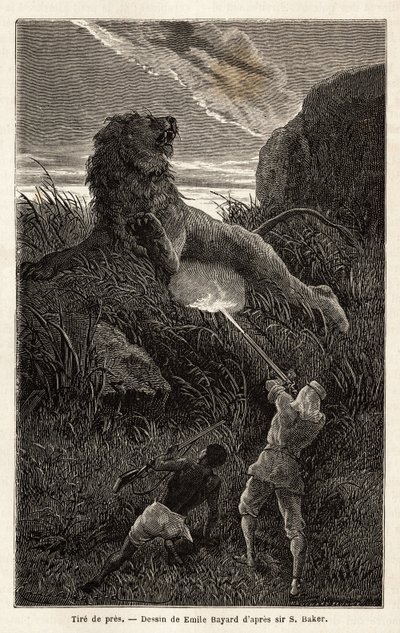 Verrast door een leeuw tijdens de wandeling bij zonsopgang, schiet de auteur en verwondt het dier. Gravure ter illustratie van de verkenning van de Abessijnse zijrivieren van de Nijl, door Sir Samuel W.Baker, in 1861-62, gepubliceerd in 