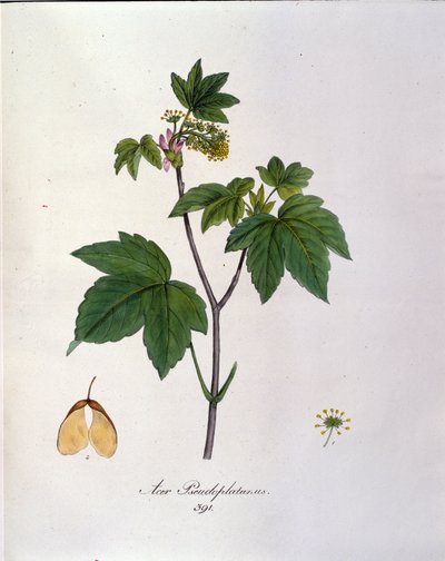 Esdoorn tak. Botanische plaat uit een herbarium uit het begin van de 19e eeuw door Unknown artist