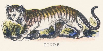 T: tijger door Unknown artist