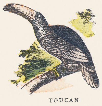 T: Toekan door Unknown artist