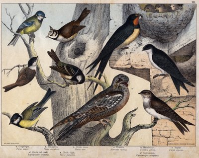 De 5 vogels links- a: Zwaluw (Parus major), b: Blauwoog (Parus coreulus), c: Zwartkop (Parus ater), d: Zwartoog (Lopophanes cristatus), e: Zwartoog (Parus palustris) De 4 vogels rechts- a: boerenzwaluw (Hirondo rustica), b: Zwaluw door Unknown artist