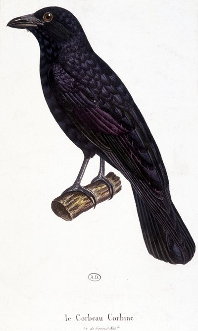De Corbine Raaf - natuurhistorische plaat door Unknown artist