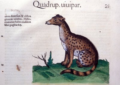 De jakhals - in Historia Animalium door Conrad Gesner (1516 - 1565), Tiguri door Unknown artist
