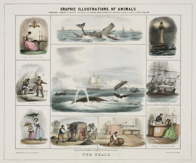 De walvis, ca 1845 door Unknown artist