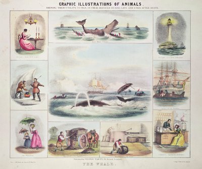 De walvis, uit Grafische illustraties van dieren, ontworpen en gegraveerd door W. Hawkins, uitgegeven door Thomas Varty (gravure) door Unknown artist