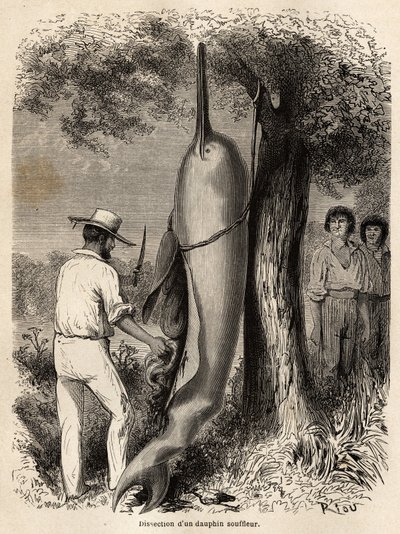 De dissectie van een zoetwaterdolfijn door de auteur, geobserveerd door twee Peruaanse Cocama-indianen die het dier hebben geharpoeneerd. Gravure ter illustratie van de reis van de Stille Oceaan naar de Atlantische Oceaan, door Zuid-Amerika, in 1848-1860 door Unknown artist