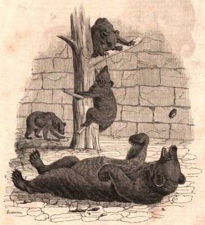 De berenkuil van het Natuurhistorisch Museum: beer op de rug die een stuk vlees grijpt, twee beren die spelen op een boom en een andere die eet door Unknown