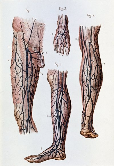 Het bloedcirculatiesysteem in de benen en voet (gravure) door Unknown artist