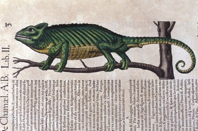 De kameleon na Historiae animalium door Konrad Gesner, Tiguri door Unknown artist