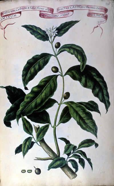 De koffiestruik. 19e-eeuws herbarium door Unknown artist