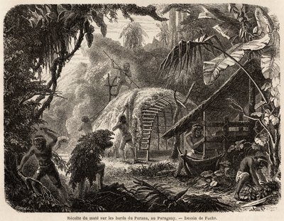 De verzameling van matte aan de oevers van de Parana, de infusie van dit aromatische blad is de gebruikelijke Zuid-Amerikaanse drank, tekening door Fuchs, ter illustratie van de reis naar Paraguay, van 1844 tot 1847, door Dr. Alfred Demersay. Gravure in 