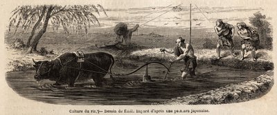 De rijstteelt: eerste fase, na irrigatie van het land, wordt de grond van het perceel omgeploegd en gemalen onder de voeten van buffels en ploeger door Unknown artist
