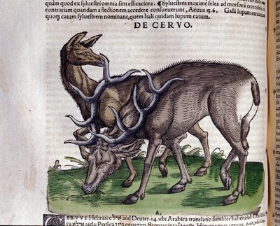 Het hert na Historiae animalium door Konrad Gesner, Tiguri door Unknown artist