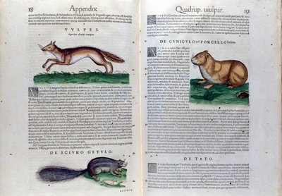 De dubbele pagina van knaagdieren in Historia Animalium door Conrad Gesner (1516 - 1565), Tiguri door Unknown artist