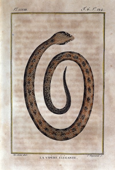 De elegante adder. Plaat uit 