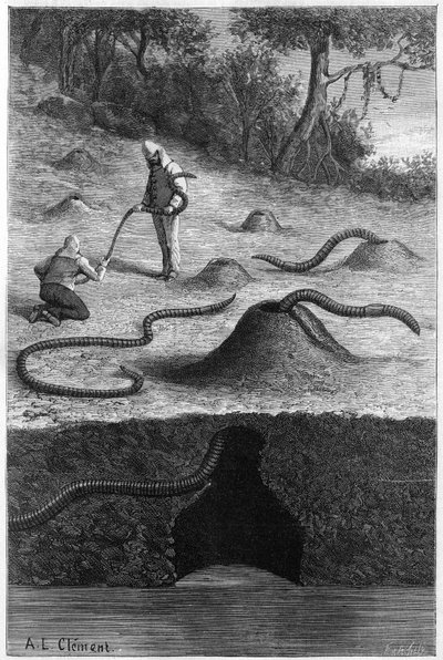 De gigantische regenworm uit Australië: 