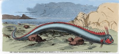 De grote zeeslang gevonden in Hungary Bay in Bermuda op 22/01/1860. Illustratie uit "Harper