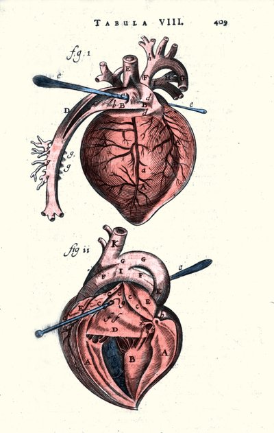 Het hart. Anatomische plaat naar 