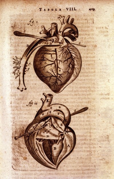 Het hart van Bartholin