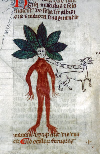 De Mandragora (miniatuur) door Unknown artist
