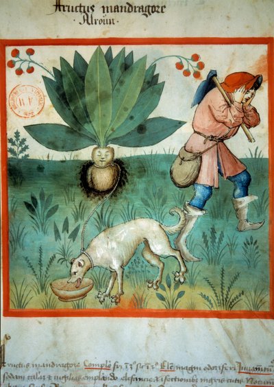 De alruin door Unknown artist