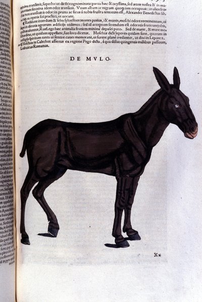De harder uit Historiae animalium door Konrad Gesner, Tiguri door Unknown artist