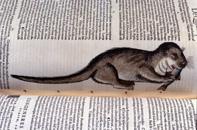 De otter - Historia Animalium door Conrad Gesner (1516 - 1565), Tiguri door Unknown artist