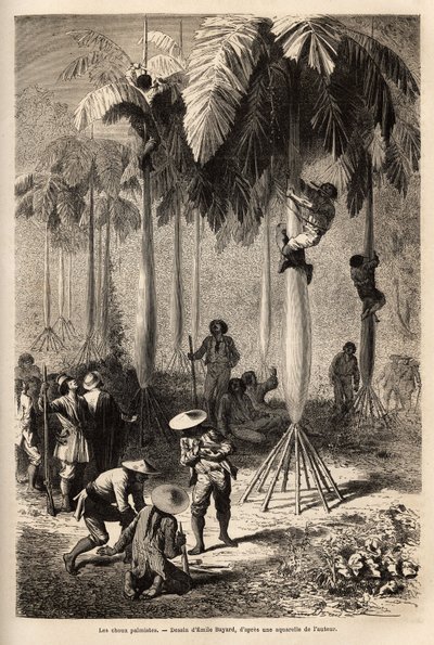 De palmkool; na beroofd te zijn door indianen, heeft de expeditie geen uitrusting en gebruikt lokale technieken om voedsel te verzamelen, door een hoepel te maken met een wijnstok, kunnen de peons van het team langs de stammen klimmen om wat fruit te verza door Unknown artist