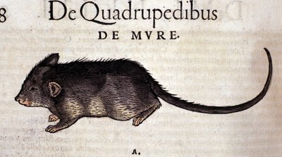 De rat na de Historia Animalium door Conrad Gesner, Tiguri 1560. Biblioteca nazionale Braidense. Milaan door Unknown artist
