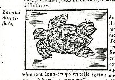 De zeeschildpad, naar het verhandeling van Gerolamo Cardano (Cardanus Hieronymus) (Cardan) 