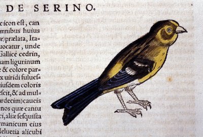 De serin d