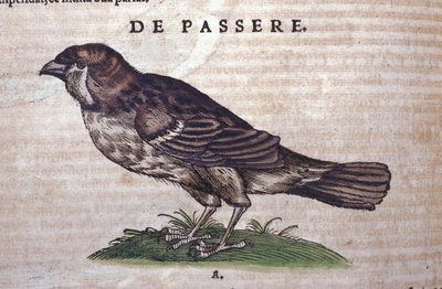 De mus in Historia Animalium door Conrad Gesner (1516 - 1565), Tiguri door Unknown artist