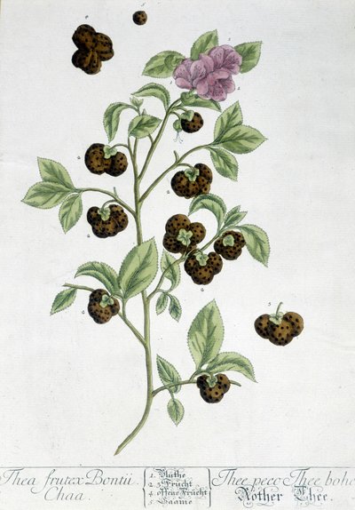 De theeplant Frutex Bontii - botanische plaat door Unknown artist