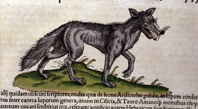 De wolf na de Historia Animalium door Conrad Gesner, Tiguri 1560. Biblioteca nazionale Braidense. Milaan door Unknown artist