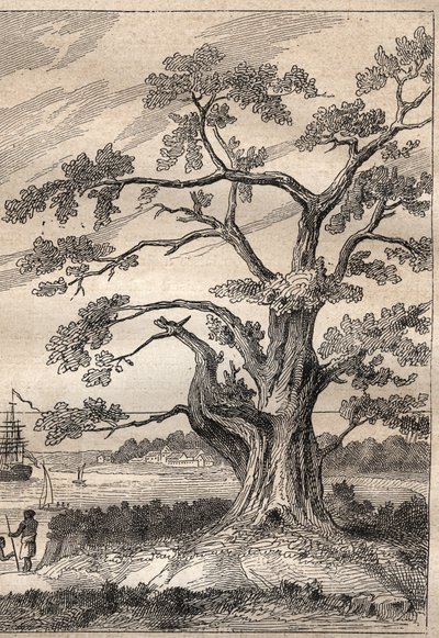Derde reis (1776-1779) van kapitein James Cook (1728-1779): boom waaronder Cook de doorgang van Venus observeerde - illustratie uit De Grote Zeevaarders van de 18e eeuw door Unknown artist