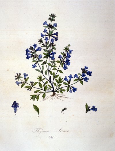 Tijm. 19e-eeuwse gravure door Unknown artist