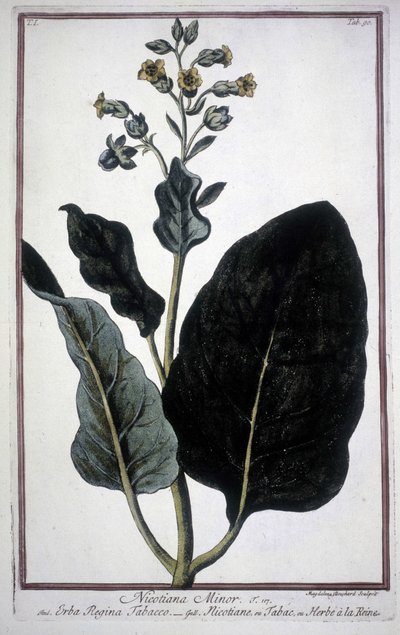 Tabaksblad en bloem (Nicotiana Minor) in een 19e-eeuws herbarium door Unknown artist