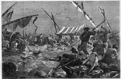 Tonijnvissen met de val aan de Provence kust in Frankrijk. Gravure in 