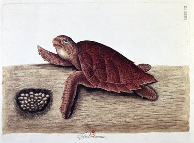 Schildpad en zijn eieren - natuurhistorische plaat, B.N. door Unknown artist
