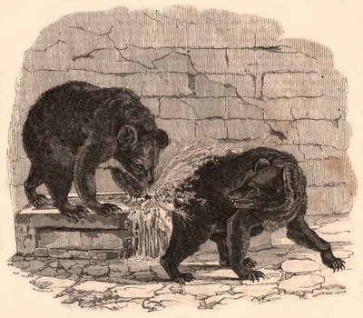 Twee beren spelen in een trog in de berenkuil van het Natuurhistorisch Museum door Unknown