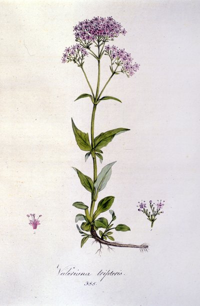 Valeriaan. 19e-eeuwse gravure door Unknown artist