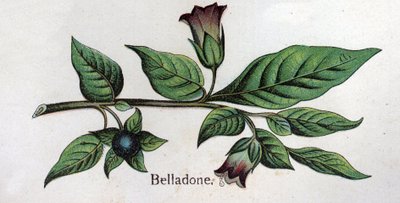 Giftige botanische planten: Belladonna. Gravure in 