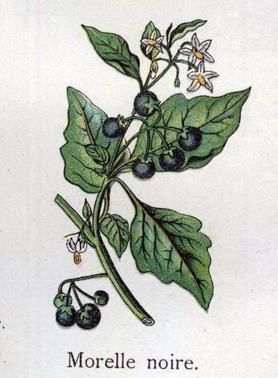Giftige botanische planten: zwarte nachtschade. Gravure in "La medication naturelle", door Friedrich Eduard Bilz (1842-1922) door Unknown artist