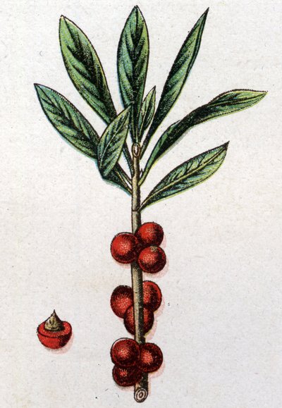 Giftige botanische planten: Daphne Mezereon. Gravure in "La medication naturelle", door Friedrich Eduard Bilz (1842-1922) door Unknown artist