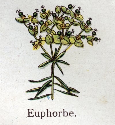 Giftige botanische planten: Euphorbia. Gravure in The natural medication, door Friedrich Eduard Bilz door Unknown artist