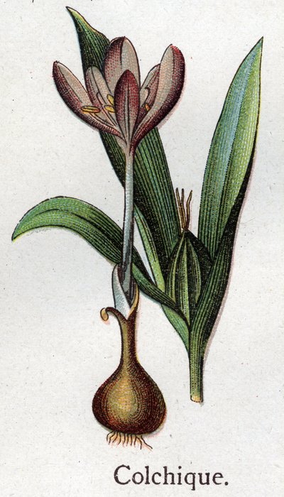 Giftige botanische planten: herfsttijloos. Gravure in 