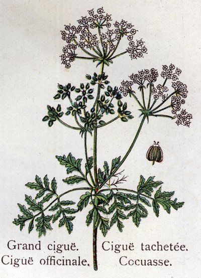 Giftige botanische planten: grote, officinale, vlek en cocuasse. Gravure in 