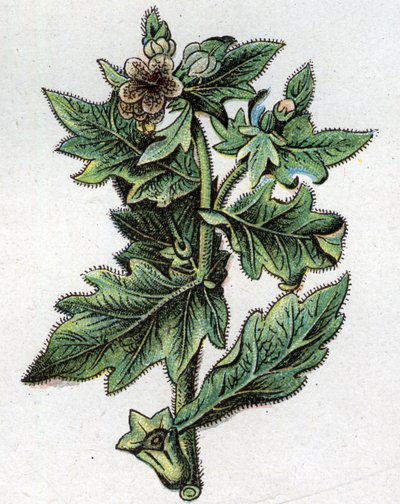 Giftige botanische planten: tot. Gravure in 
